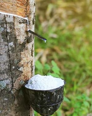 RubberTree04