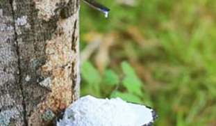 natural rubber
